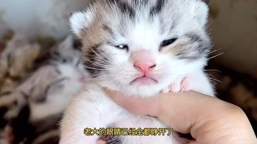 小奶猫睁眼睛,铲屎官介绍一下它们的名字,真是太可爱了 