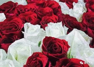 今天5 20 520朵漂亮玫瑰送给群里每位朋友 快打开看看 