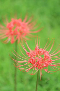 彼岸花开花开彼岸 