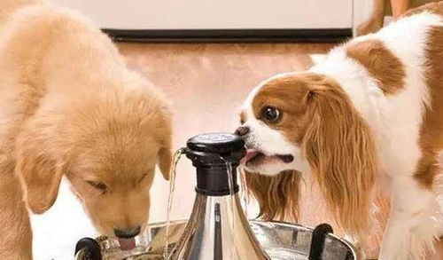 这五种水狗狗不可以喝,不然会对它造成伤害