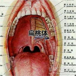 扁桃体炎的症状具体都有什么