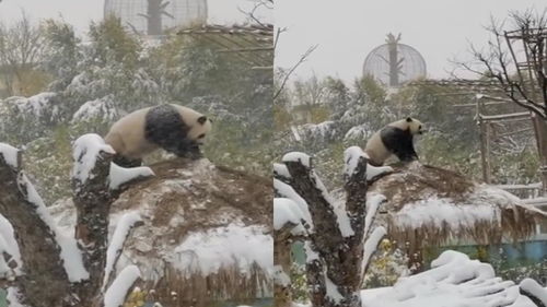 天津一动物园熊猫看到积雪,奋力摇晃亭子,网友 是熊孩子没错了 
