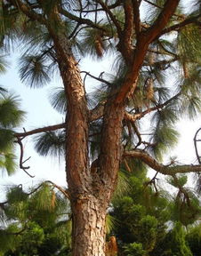 水松木是什么树,水松木是一种珍贵的树木，属于松科植物