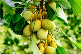 银杏树的果实怎么吃怎么处理才能食用,银杏树果子能吃吗？