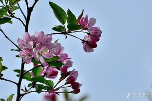 垂丝海棠 温顺性格