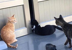 我家地板长猫了 主人喂流浪猫后,第二天竟发现被六只猫堵在门外
