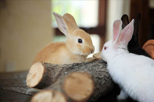 兔子耳朵腐烂是什么病