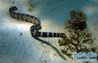 海蛇有毒吗 其成为世界上十大最毒的蛇 