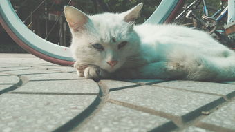 一只酷酷的异色瞳小白猫