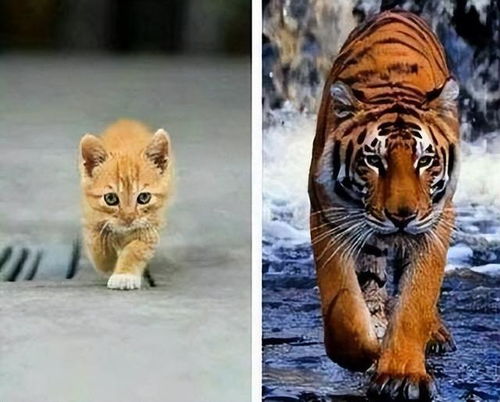 老虎和猫都是猫科动物,老虎会吃猫吗 揭秘这个动物界的秘密