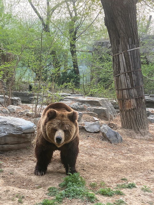 北京动物园超萌的狗熊 