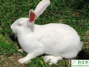 獭兔的配种怎么配 有哪些注意事项