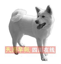 明起 逗硬了 22种犬城区禁 