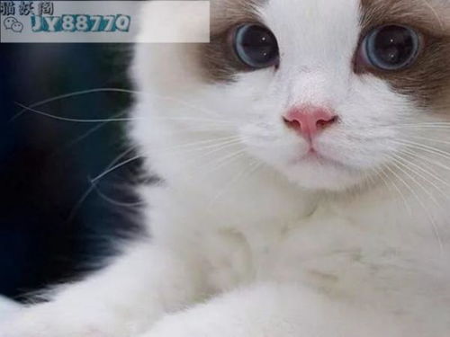 想买一只布偶猫,雅典娜布偶猫舍怎么样 