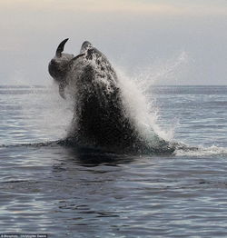 Killer whale preys on dolphin