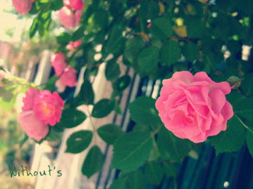 月季蔷薇玫瑰三者的区别,蔷薇和玫瑰还有月季在外观上有什么区别?