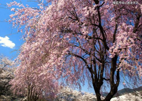 日本的樱花是几月份开放 10月的樱花开是什么樱花