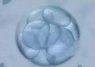 试管婴儿取卵数量多，可用胚胎数量少是什么原因？