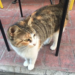 伊斯坦布尔这座城和她的猫 它们的存在是生活在对你微笑