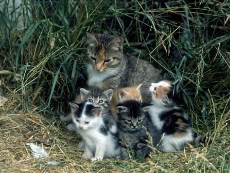 土耳其男子遛狗,遭野猫妈妈扑身攻击,裤子都被拽掉了