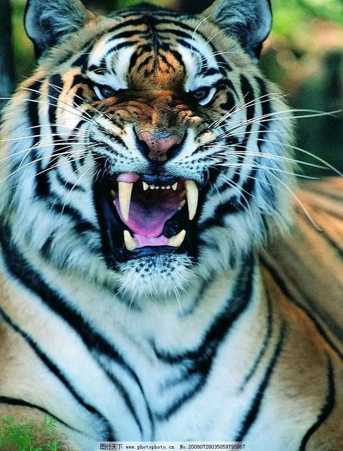 大自然的生命属于顽强求生的生命们 老虎