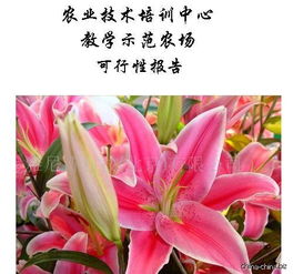 百合花种植技术豆瓣, 选择合适的品