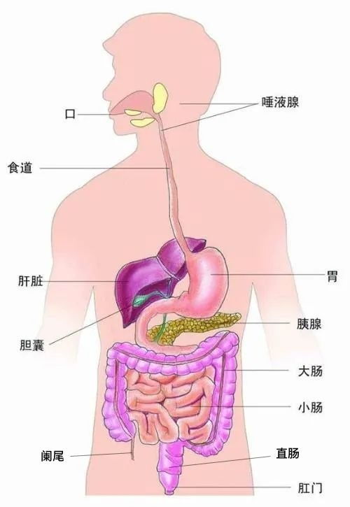 人类的消化系统是如何工作的？