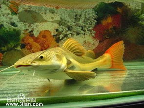 有一种鱼长的特尔象鲶鱼但是它的头特别的大6根须子,尾巴是鲤鱼似的的尾巴,那个鱼是什么鱼 