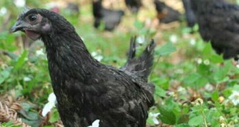 五黑鸡应该如何养 控制好鸡舍里面的温度和湿度很重要