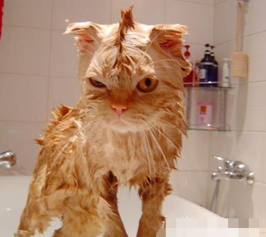 强行给猫咪洗了澡,小胖猫胡子都给气炸了,心已被萌化