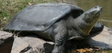 世界八大稀有名龟排行 第一名众望所归