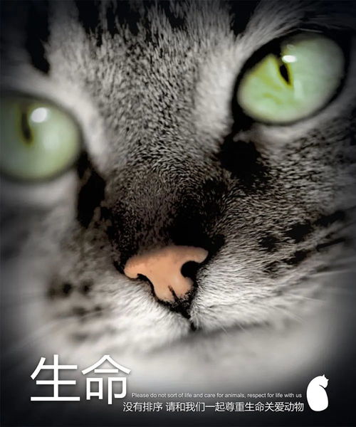 被退学的虐猫狂魔,声称要虐杀1000只猫报复社会