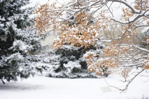 绝美雪景再放送,震惊我的南方小伙伴,北方的春天居然也会下雪 