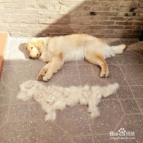 狗狗大量掉毛是什么原因 