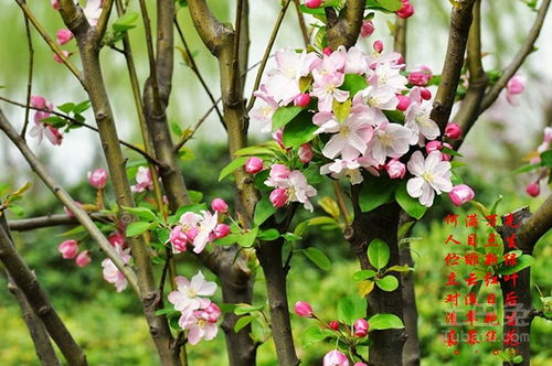 西府海棠花语解析,海棠花花语