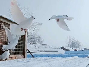 雪中飞怎么样