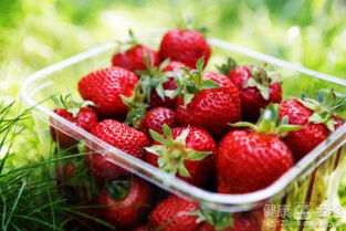 草莓最好在什么时候种