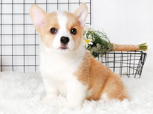 上海犬舍出售纯种柯基犬 宠物狗网站信息卖狗买狗