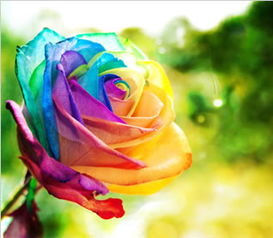 彩虹玫瑰花语,彩虹玫瑰 花语