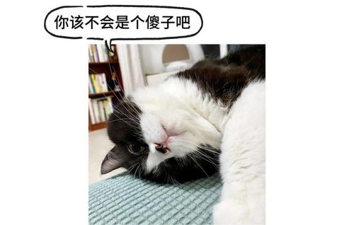 警惕 养猫人和正常人的区别,竟然有这么大