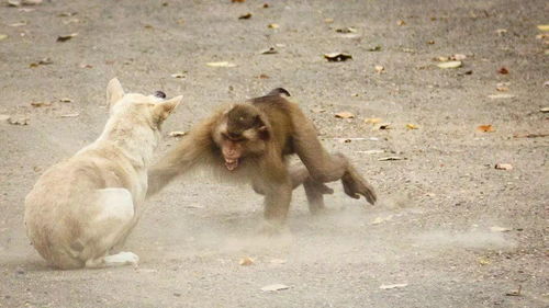 猴 VS 狗,谁技更高一筹 