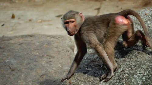 为什么动物园里的猴子,屁股有时会又红又肿 管理员 真管不了 