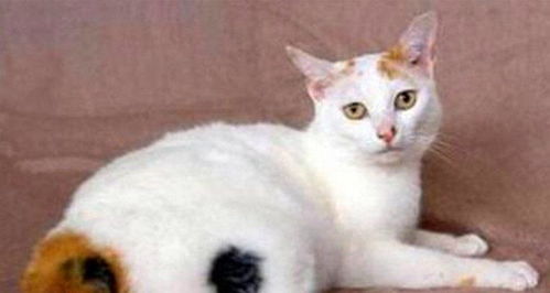 全球最萌10大猫咪 加菲猫第三,折耳猫上榜,第一是公认的