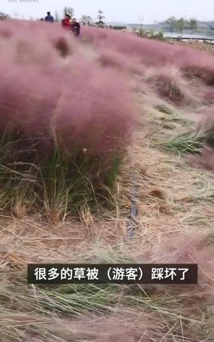 网红花海被踩踏枯死一片 游客钻地里拍照,结果踩出多条小路