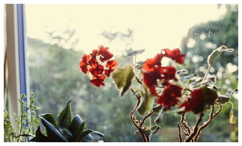 4月初,桃花灿烂,4大星座爱情如约而至,喜得百年良缘