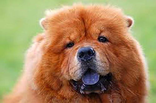 狗狗的舌头有黑色斑点,是病变还是高贵象征 其实是我们想太多了