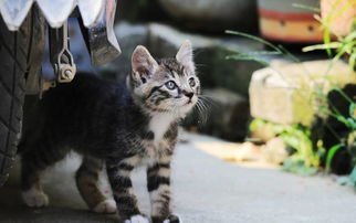 中华田园猫都是土猫 国际认证的狸花猫了解一下 