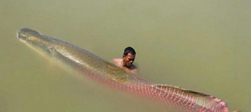 为何人们不敢在亚马逊河中游泳 可怕 的亚马逊河中有啥生物