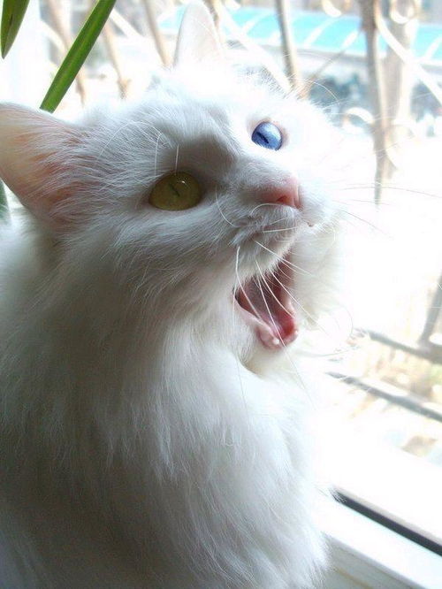 山东狮子猫中国独有,最美丽的异瞳长毛白猫