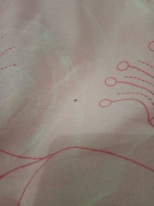 床上有小黑虫,这虫是不是跳蚤 还是什么虫 求帮助 